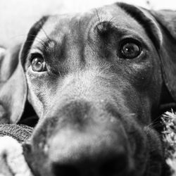 Close-up portrait of dog