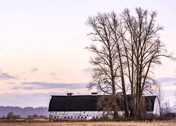 Bare trees on field against sky