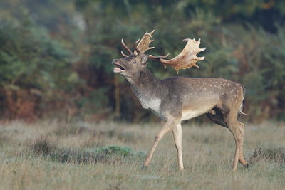 A fallow deer grunting