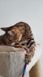 Close-up of dog relaxing on floor