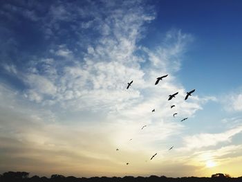 Low angle view of birds flying in sky