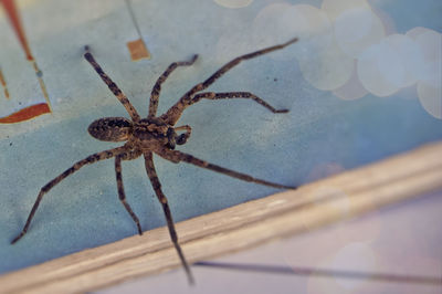 macro photography