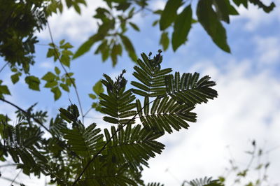 Low angle view of tree against sky