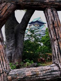 Low angle view of tree trunk