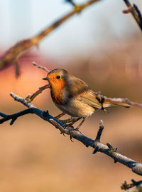 Close-up of bird perching on branch