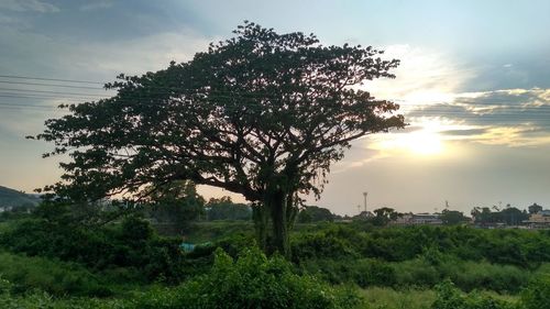 Tree on field against sky at sunset