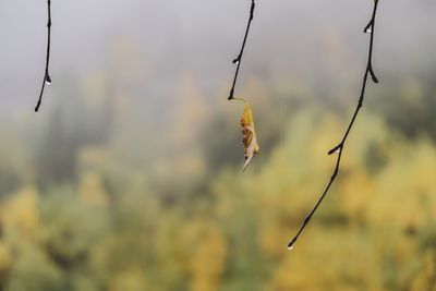 Close-up of plant against blurred background