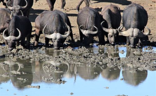 Flock of sheep drinking water