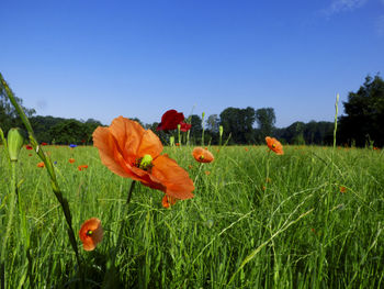 Flowers growing in grassy field