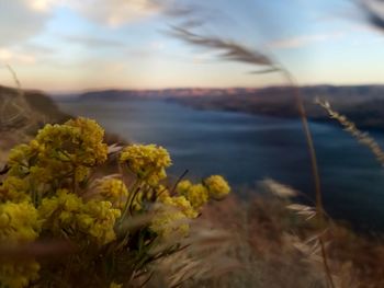 Close-up of yellow flowers in sea against sky