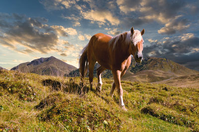 Horses in a field