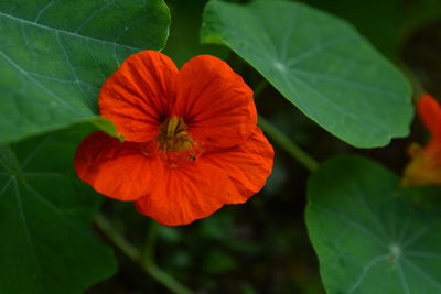 Close-up of orange hibiscus blooming outdoors