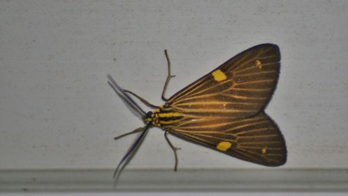 Close-up of butterfly