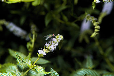 Close-up of insect on flower