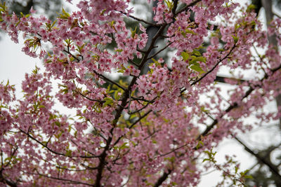 Low angle view of cherry blossom tree