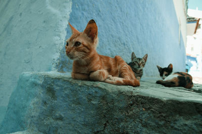 Cat lying on wall