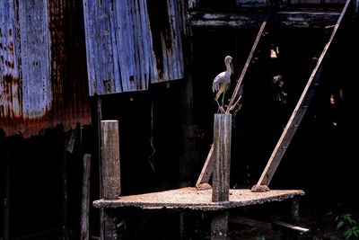 Close-up of bird perching on wood