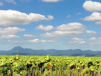 Scenic view of field against cloudy sky