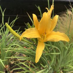 Close-up of yellow flowering plant