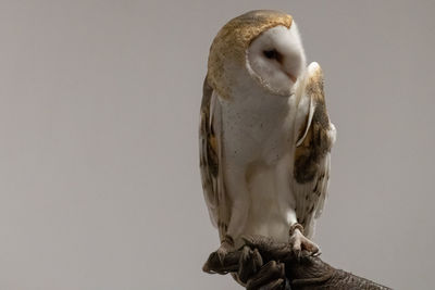 Close-up of owl perching against gray background