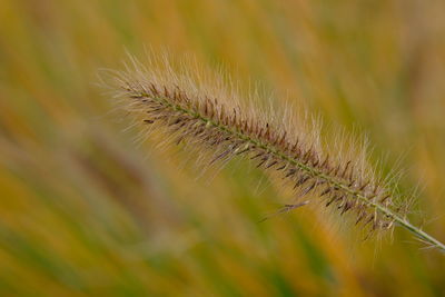 Close-up of flowering plant