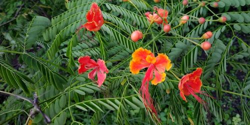 Close-up of red flowering plants