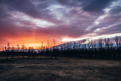 Plants growing on land against sky during sunset