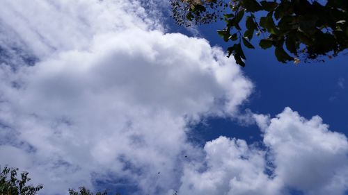 Low angle view of trees against cloudy sky