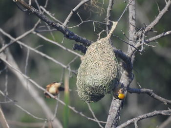 Close-up of bird on branch