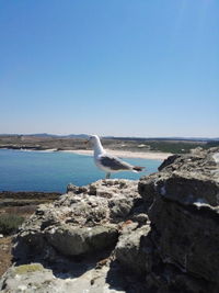 Seagull perching on rock by sea against clear sky