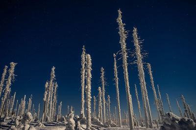 Low angle view of plants against sky at night