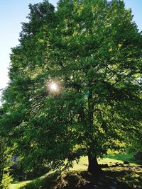 Low angle view of sunlight streaming through trees in forest