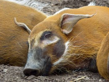 Close-up of a resting boar