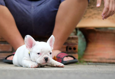 Low section of boy with puppy on road