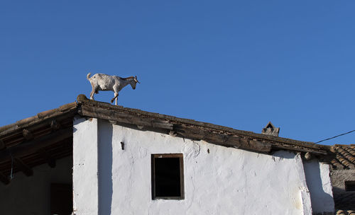 Low angle view of a goat on a roof