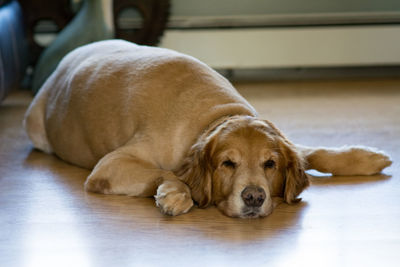 Close-up of dog