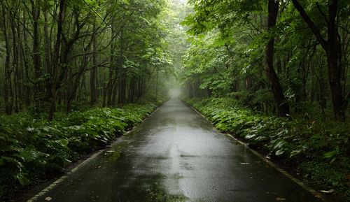 Wet road passing through forest