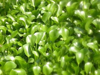 Full frame shot of fresh green plants