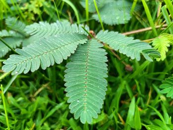 Close-up of leaves