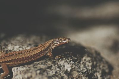 Close-up of lizard