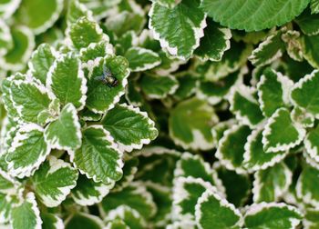 Close-up of green leaves on plant