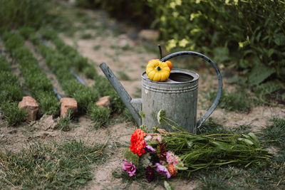 Beautiful bouquet of bright flowers in watering can on flower garden. gardening concept.