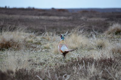 Bird on a field