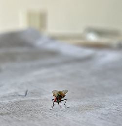 Close-up of insect on sand