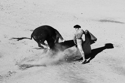 High angle view of man with cape fighting with bull during bullfight