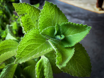 Close-up of fresh green leaves