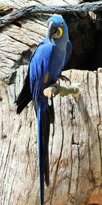 Close-up of bird perching on wood