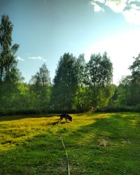 Horses in a field