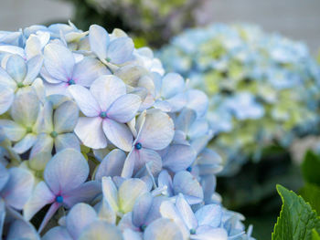 Close-up of blue hydrangea flowers