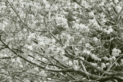 Low angle view of cherry blossoms